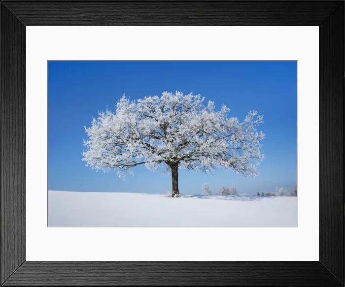 Framed Print : Decidious tree with hoar frost - Germany, Bavaria, Upper Bavaria, Miesbach Framed Print : Decidious tree with hoar frost - Germany, Bavaria, Upper Bavaria, Miesbach