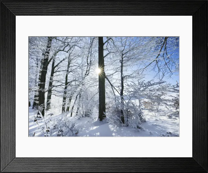 Framed Print : Beech forest with hoar frost in winter - Germany, Bavaria, Upper Bavaria, Miesbach Framed Print : Beech forest with hoar frost in winter - Germany, Bavaria, Upper Bavaria, Miesbach