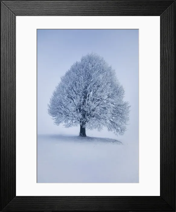Framed Print : Lime tree with hoar frost in winter - Germany, Bavaria, Upper Bavaria, Miesbach Framed Print : Lime tree with hoar frost in winter - Germany, Bavaria, Upper Bavaria, Miesbach