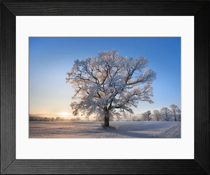 Framed Print : Oak with hoar frost in winter - Germany, Bavaria, Upper Bavaria, Weilheim-Schongau Framed Print : Oak with hoar frost in winter - Germany, Bavaria, Upper Bavaria, Weilheim-Schongau