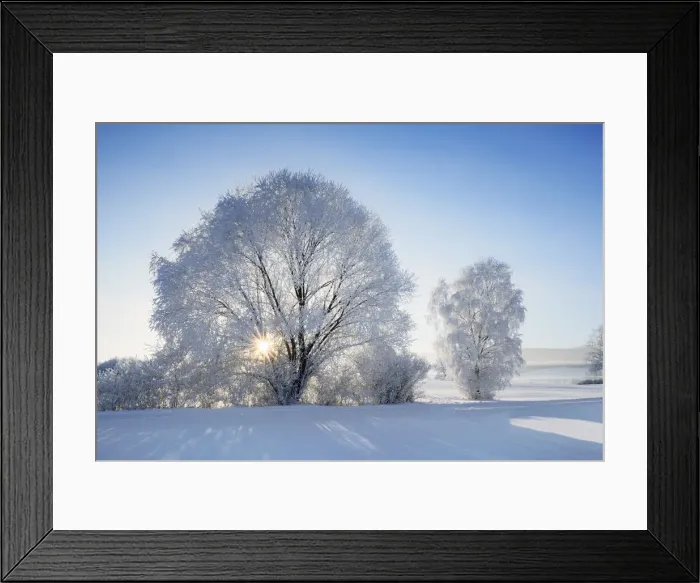 Framed Print : Decidious tree with hoar frost in winter - Germany, Bavaria, Upper Bavaria Framed Print : Decidious tree with hoar frost in winter - Germany, Bavaria, Upper Bavaria
