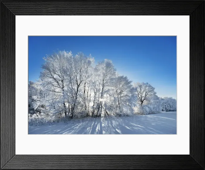 Framed Print : Deciduous forest with hoar frost in winter - Germany, Bavaria, Upper Bavaria Framed Print : Deciduous forest with hoar frost in winter - Germany, Bavaria, Upper Bavaria