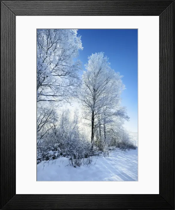 Framed Print : Birch forest with hoar frost in winter - Germany, Bavaria, Upper Bavaria Framed Print : Birch forest with hoar frost in winter - Germany, Bavaria, Upper Bavaria