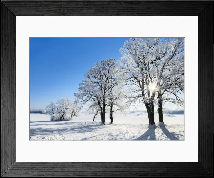 Framed Print : Decidious tree with hoar frost in winter - Germany, Bavaria, Upper Bavaria Framed Print : Decidious tree with hoar frost in winter - Germany, Bavaria, Upper Bavaria