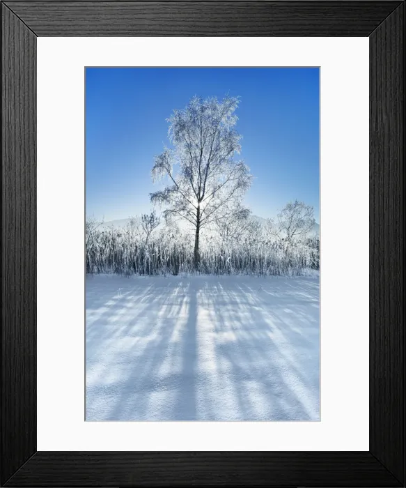 Framed Print : Silver birch with hoar frost in winter - Germany, Bavaria, Upper Bavaria Framed Print : Silver birch with hoar frost in winter - Germany, Bavaria, Upper Bavaria
