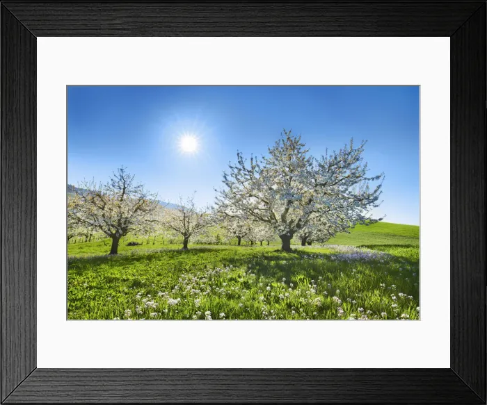 Framed Print : Cherry grove and Cuckoo flowers in bloom - Switzerland, Basel-Landschaft, Liestal