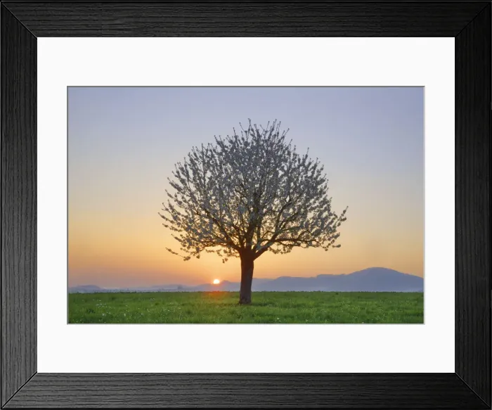 Framed Print : Cherry in bloom - Switzerland, Basel-Landschaft, Sissach, Runenberg - Alps, Swiss Jura