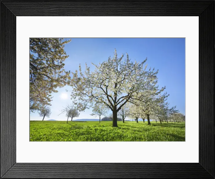 Framed Print : Cherry grove in bloom - Switzerland, Basel-Landschaft, Sissach, Runenberg - Alps, Swiss Jura Framed Print : Cherry grove in bloom - Switzerland, Basel-Landschaft, Sissach, Runenberg - Alps, Swiss Jura