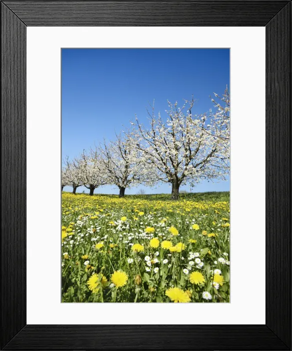 Framed Print : Cherry grove and dandelion meadow in bloom - Switzerland, Aargau, Aarau, Oberhof Framed Print : Cherry grove and dandelion meadow in bloom - Switzerland, Aargau, Aarau, Oberhof