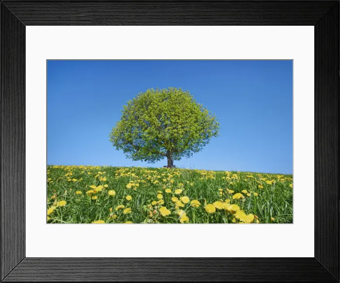 Framed Print : Horse chestnut and dandelion meadow in bloom - Switzerland, Thurgau, Wil, Oberburen