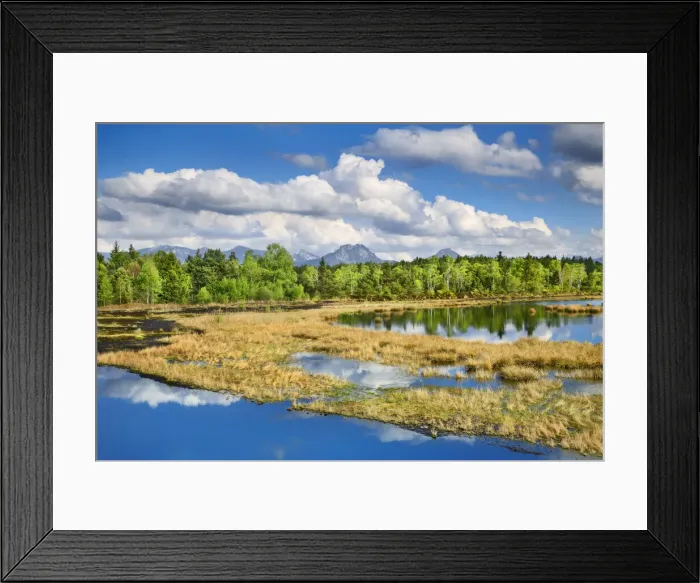 Framed Print : Moorland with birches in spring - Germany, Bavaria, Upper Bavaria, Rosenheim, Raubling