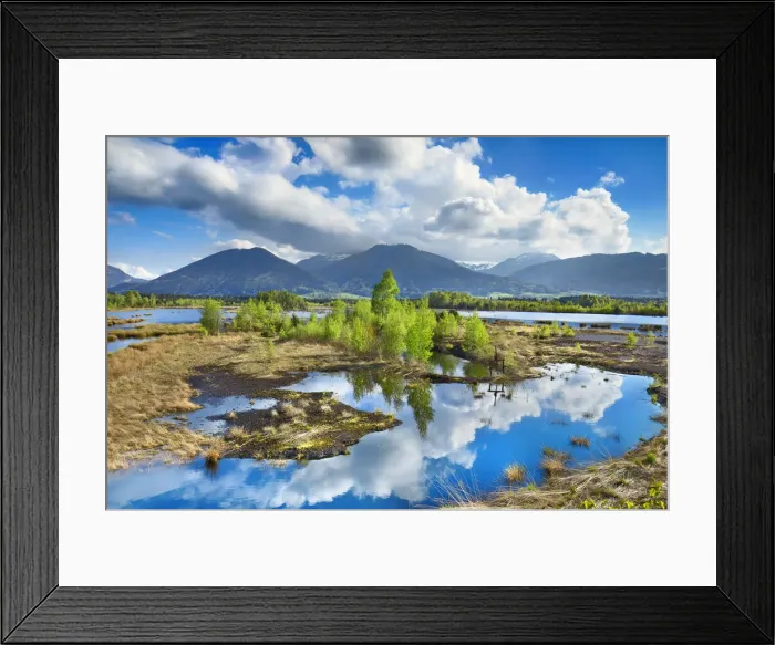 Framed Print : Moorland with birches in spring - Germany, Bavaria, Upper Bavaria, Rosenheim, Raubling Framed Print : Moorland with birches in spring - Germany, Bavaria, Upper Bavaria, Rosenheim, Raubling