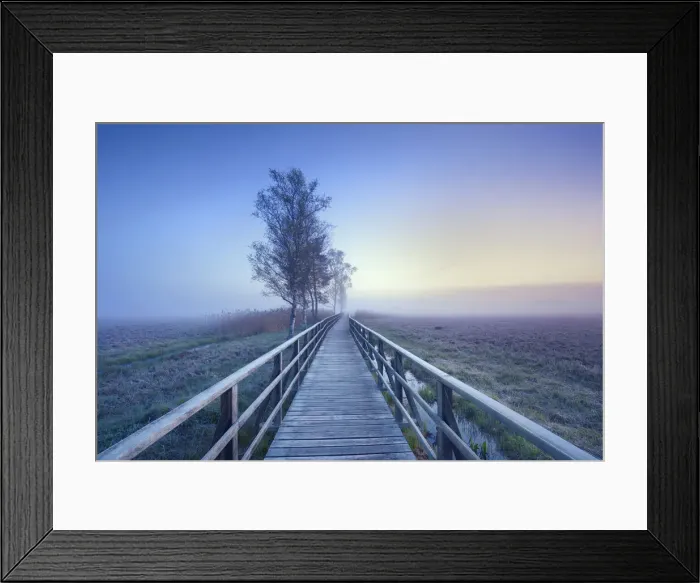 Framed Print : Boardwalk through moor and birches - Germany, Baden-Wurttemberg, Tubingen, Biberach Framed Print : Boardwalk through moor and birches - Germany, Baden-Wurttemberg, Tubingen, Biberach