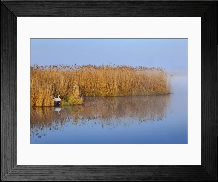 Framed Print : Reedland with mute swan - Germany, Baden-Wurttemberg, Tubingen, Biberach Framed Print : Reedland with mute swan - Germany, Baden-Wurttemberg, Tubingen, Biberach