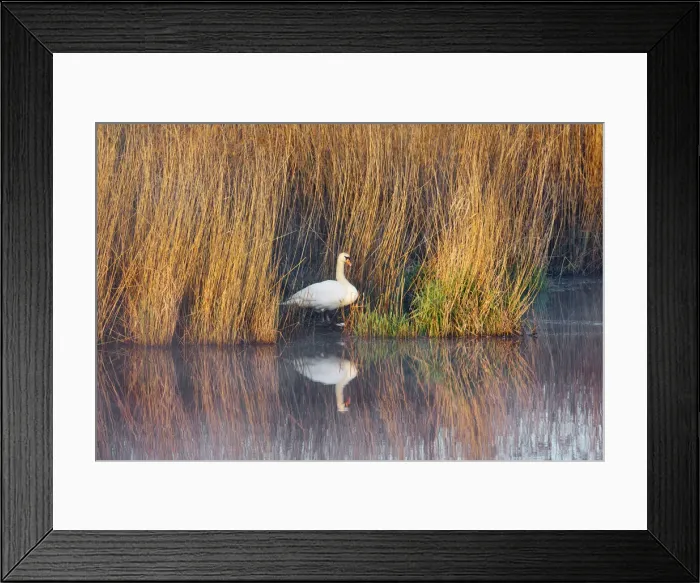 Framed Print : Reedland with mute swan - Germany, Baden-Wurttemberg, Tubingen, Biberach Framed Print : Reedland with mute swan - Germany, Baden-Wurttemberg, Tubingen, Biberach