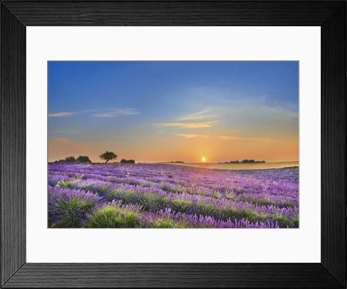 Framed Print : Lavender field - France, Provence-Alpes-Cote d Azur, Alpes de Haute Provence Framed Print : Lavender field - France, Provence-Alpes-Cote d Azur, Alpes de Haute Provence
