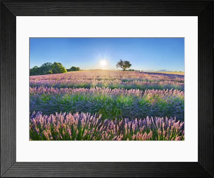 Framed Print : Lavender field - France, Provence-Alpes-Cote d Azur, Alpes de Haute Provence Framed Print : Lavender field - France, Provence-Alpes-Cote d Azur, Alpes de Haute Provence