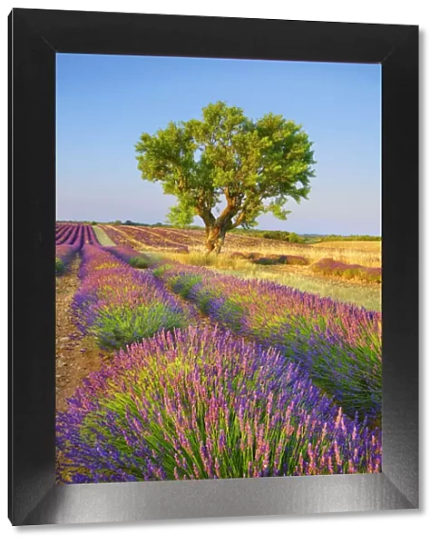 Almond and lavender field - France, Provence-Alpes-Cote d Azur