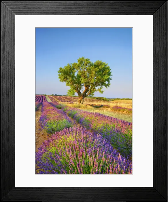 Framed Print : Almond and lavender field - France, Provence-Alpes-Cote d Azur Framed Print : Almond and lavender field - France, Provence-Alpes-Cote d Azur
