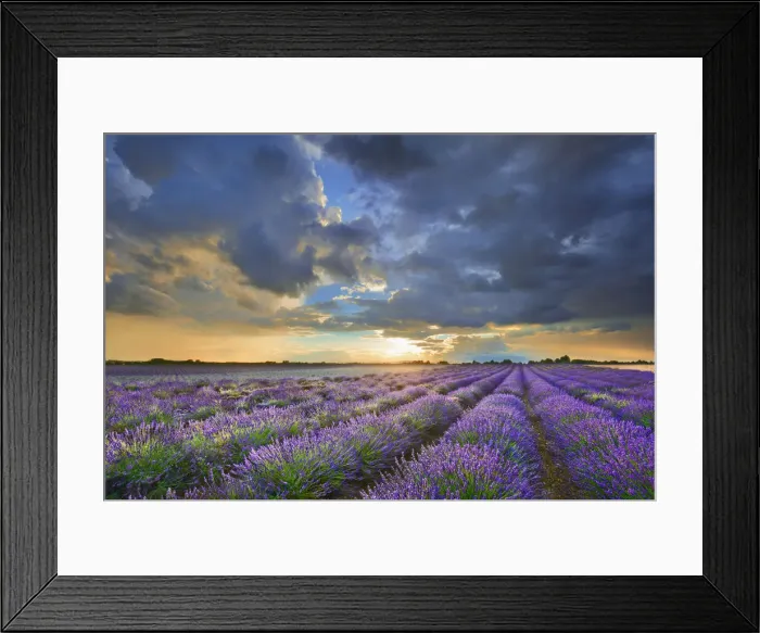Framed Print : Lavender field and thunderstorm clouds - France, Provence-Alpes-Cote d Azur