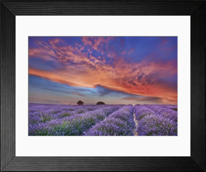 Framed Print : Lavender field and burning clouds - France, Provence-Alpes-Cote d Azur Framed Print : Lavender field and burning clouds - France, Provence-Alpes-Cote d Azur