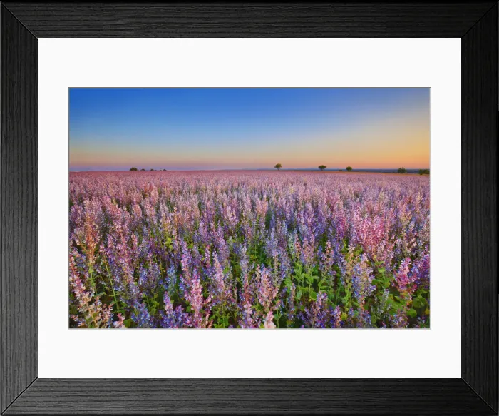 Framed Print : Sage field - France, Provence-Alpes-Cote d Azur, Alpes de Haute Provence