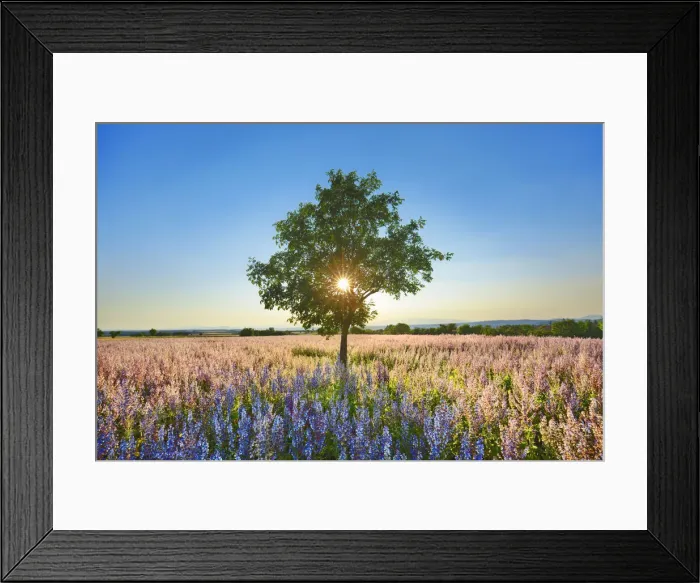 Framed Print : Almond and sage field - France, Provence-Alpes-Cote d Azur Framed Print : Almond and sage field - France, Provence-Alpes-Cote d Azur