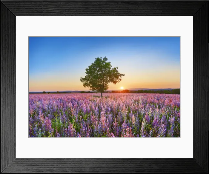 Framed Print : Almond and sage field - France, Provence-Alpes-Cote d Azur, Alpes de Haute Provence Framed Print : Almond and sage field - France, Provence-Alpes-Cote d Azur, Alpes de Haute Provence