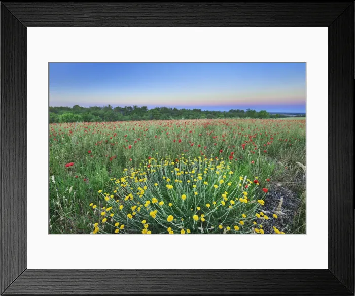 Framed Print : Corn poppy field - France, Provence-Alpes-Cote d Azur, Alpes de Haute Provence Framed Print : Corn poppy field - France, Provence-Alpes-Cote d Azur, Alpes de Haute Provence