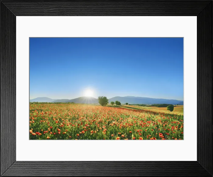 Framed Print : Corn poppy field - France, Provence-Alpes-Cote d Azur, Alpes de Haute Provence