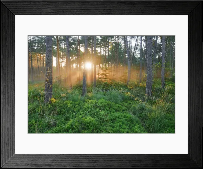 Framed Print : Coniferous forest with fog - Germany, Bavaria, Upper Bavaria, Berchtesgadener Land Framed Print : Coniferous forest with fog - Germany, Bavaria, Upper Bavaria, Berchtesgadener Land