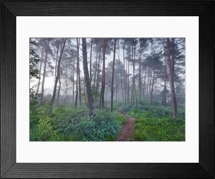 Framed Print : Pine forest - Germany, Bavaria, Upper Bavaria, Berchtesgadener Land, Freilassing Framed Print : Pine forest - Germany, Bavaria, Upper Bavaria, Berchtesgadener Land, Freilassing