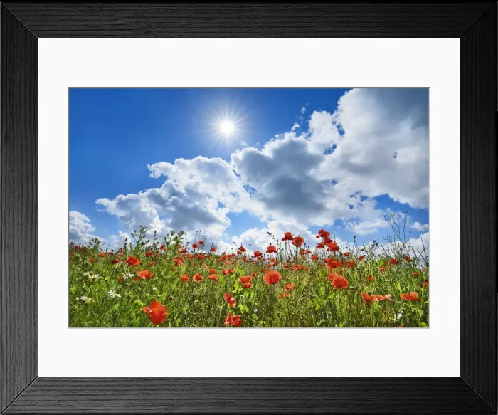 Framed Print : Corn poppy field - Germany, Bavaria, Upper Bavaria, Freising, Furholzen Framed Print : Corn poppy field - Germany, Bavaria, Upper Bavaria, Freising, Furholzen