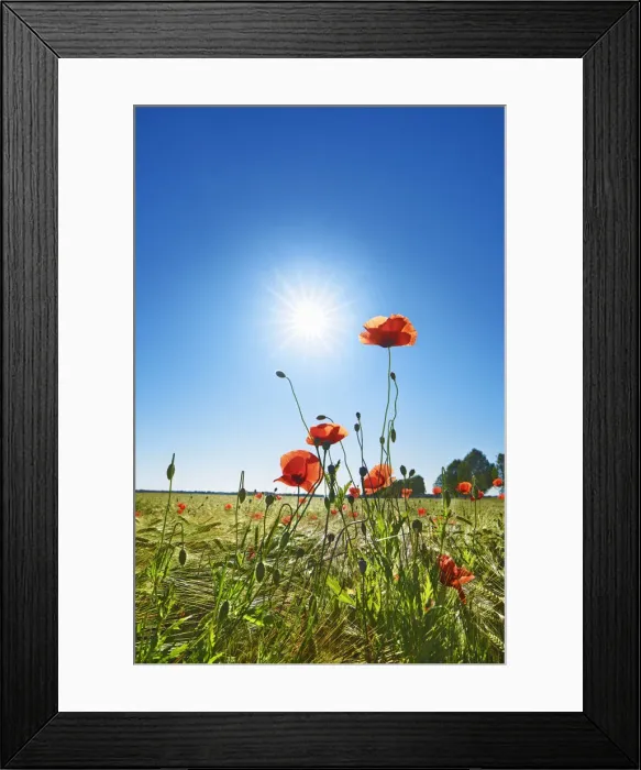 Framed Print : Corn poppy in barley field - Germany, Bavaria, Upper Bavaria, Munich, Taufkirchen Framed Print : Corn poppy in barley field - Germany, Bavaria, Upper Bavaria, Munich, Taufkirchen