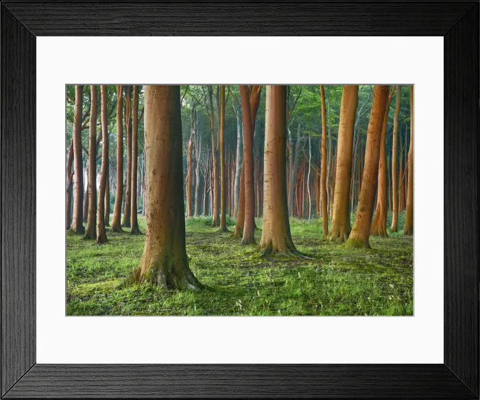 Framed Print : Beech forest - Germany, Mecklenburg-Vorpommern, Rostock, Nienhagen, Gespensterwald Framed Print : Beech forest - Germany, Mecklenburg-Vorpommern, Rostock, Nienhagen, Gespensterwald