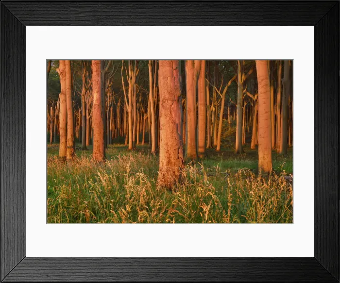 Framed Print : Beech forest - Germany, Mecklenburg-Vorpommern, Rostock, Nienhagen, Gespensterwald Framed Print : Beech forest - Germany, Mecklenburg-Vorpommern, Rostock, Nienhagen, Gespensterwald