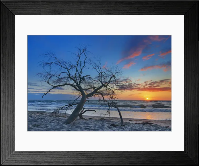 Framed Print : Sunset impression at sea with dead wood - Germany, Mecklenburg-Vorpommern Framed Print : Sunset impression at sea with dead wood - Germany, Mecklenburg-Vorpommern