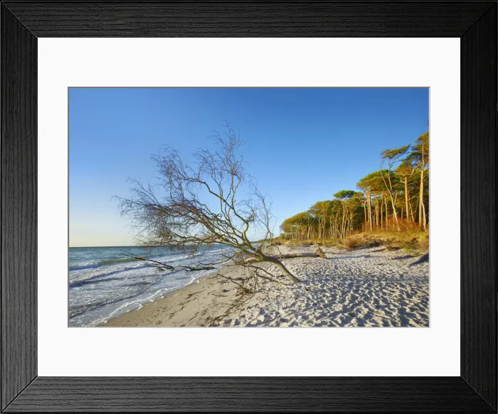 Framed Print : Pine forest at sea - Germany, Mecklenburg-Vorpommern, Vorpommern-Rugen, Darss Framed Print : Pine forest at sea - Germany, Mecklenburg-Vorpommern, Vorpommern-Rugen, Darss