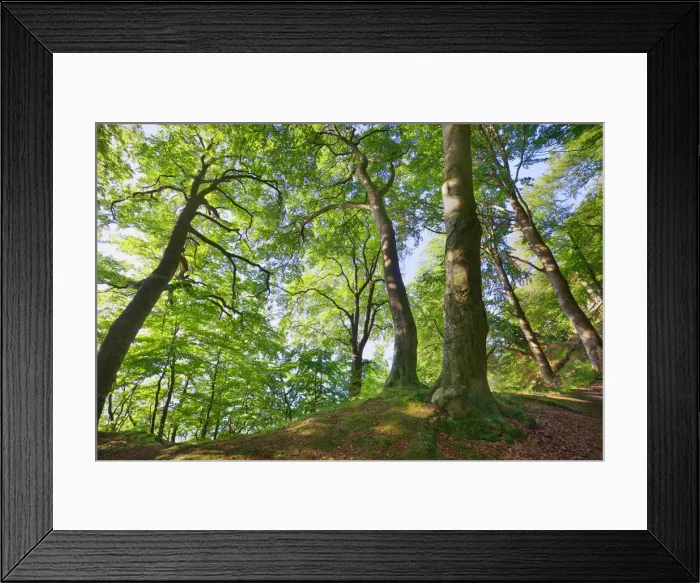 Framed Print : Beech forest - Germany, Mecklenburg-Vorpommern, Vorpommern-Rugen, Rugen, Sassnitz Framed Print : Beech forest - Germany, Mecklenburg-Vorpommern, Vorpommern-Rugen, Rugen, Sassnitz