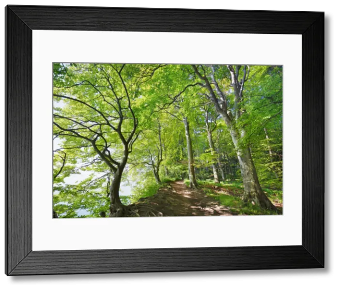 Framed Print : Beech forest - Germany, Mecklenburg-Vorpommern, Vorpommern-Rugen, Rugen, Sassnitz Framed Print : Beech forest - Germany, Mecklenburg-Vorpommern, Vorpommern-Rugen, Rugen, Sassnitz