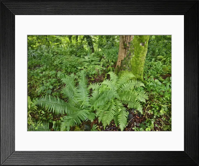 Framed Print : Deciduous forest with fern - United Kingdom, Scotland, Dumfries and Galloway Framed Print : Deciduous forest with fern - United Kingdom, Scotland, Dumfries and Galloway
