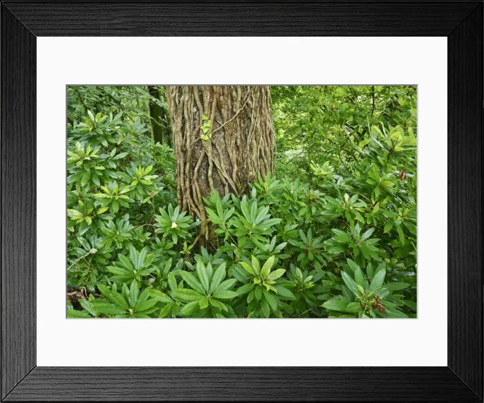 Framed Print : Deciduous forest with rhododendron - United Kingdom, Scotland, Dumfries and Galloway Framed Print : Deciduous forest with rhododendron - United Kingdom, Scotland, Dumfries and Galloway
