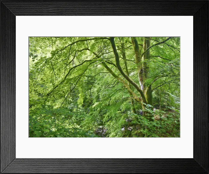 Framed Print : Deciduous forest - United Kingdom, Scotland, Perth and Kinross, Aberfeldy Framed Print : Deciduous forest - United Kingdom, Scotland, Perth and Kinross, Aberfeldy