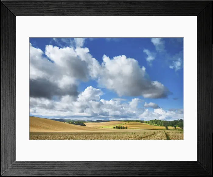 Framed Print : Wheat field with corn poppy - United Kingdom, England, Northumberland, Cornhill-on-Tweed Framed Print : Wheat field with corn poppy - United Kingdom, England, Northumberland, Cornhill-on-Tweed