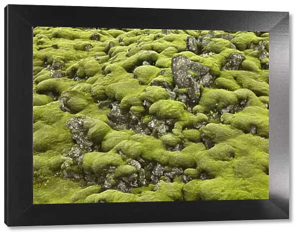 Moss landscape on lava rocks - Iceland, Southern Region, Kirkjubaejarklaustur, Land-brot