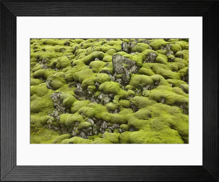 Framed Print : Moss landscape on lava rocks - Iceland, Southern Region, Kirkjubaejarklaustur, Land-brot Framed Print : Moss landscape on lava rocks - Iceland, Southern Region, Kirkjubaejarklaustur, Land-brot