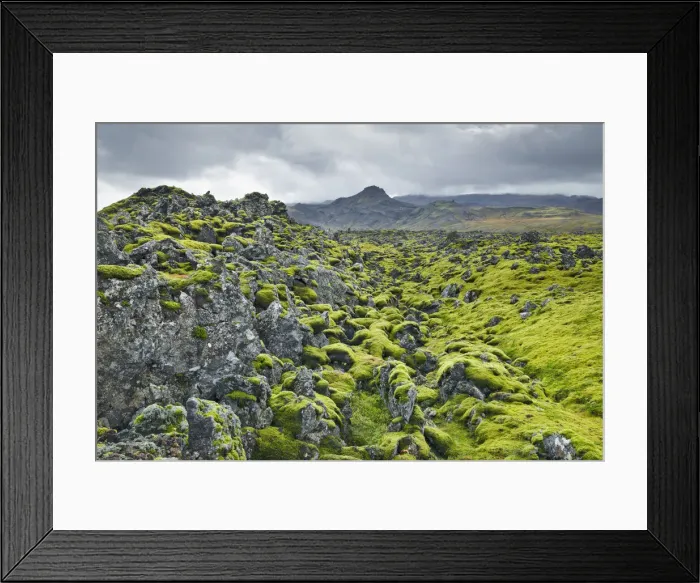 Framed Print : Moss landscape on lava - Iceland, Western Region, Snaefellsness, Berserkjahraun Framed Print : Moss landscape on lava - Iceland, Western Region, Snaefellsness, Berserkjahraun