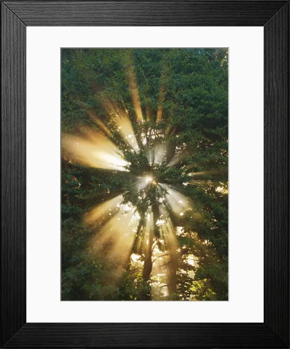 Framed Print : Misty mood in forest - Germany, Bavaria, Upper Bavaria, Garmisch-Partenkirchen, Murnau Framed Print : Misty mood in forest - Germany, Bavaria, Upper Bavaria, Garmisch-Partenkirchen, Murnau