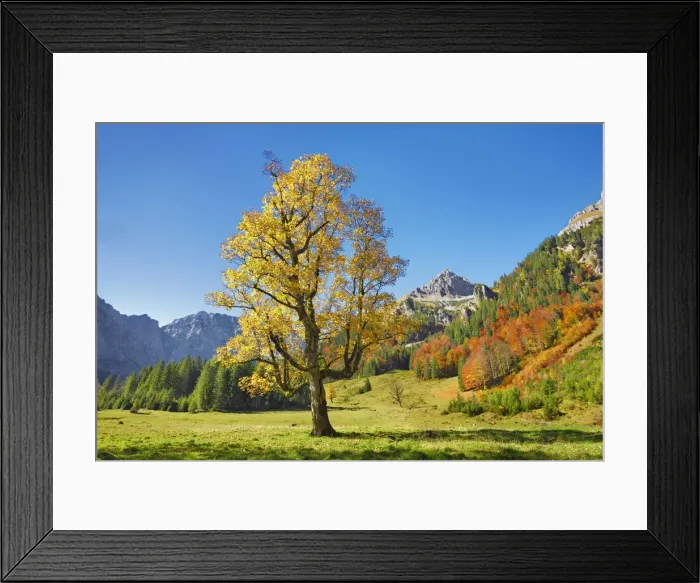 Framed Print : Sycamore maple in autumn colours - Austria, Tyrolia, Schwaz, Risstal, Eng Framed Print : Sycamore maple in autumn colours - Austria, Tyrolia, Schwaz, Risstal, Eng