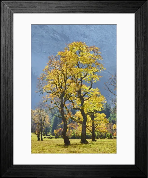 Framed Print : Sycamore maple in autumn colours - Austria, Tyrolia, Schwaz, Risstal, Eng Framed Print : Sycamore maple in autumn colours - Austria, Tyrolia, Schwaz, Risstal, Eng